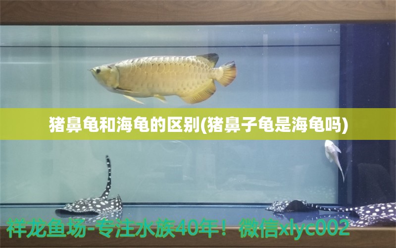 猪鼻龟和海龟的区别(猪鼻子龟是海龟吗)