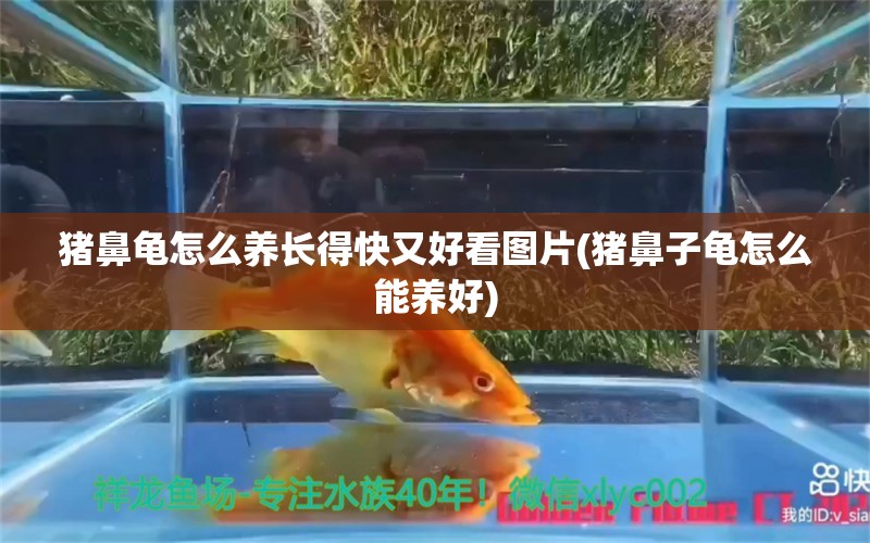 猪鼻龟怎么养长得快又好看图片(猪鼻子龟怎么能养好)