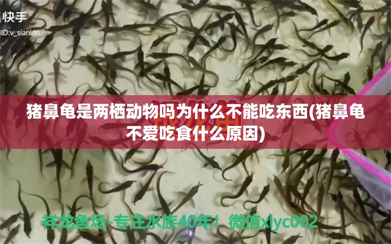 猪鼻龟是两栖动物吗为什么不能吃东西(猪鼻龟不爱吃食什么原因)