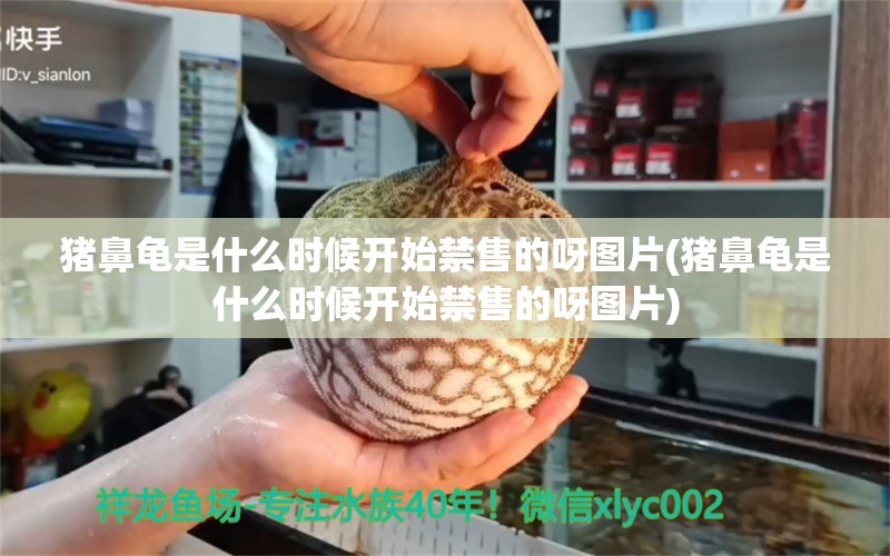 猪鼻龟是什么时候开始禁售的呀图片(猪鼻龟是什么时候开始禁售的呀图片)