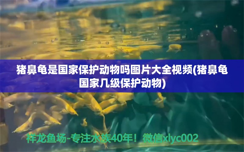 猪鼻龟是国家保护动物吗图片大全视频(猪鼻龟国家几级保护动物)