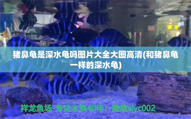 猪鼻龟是深水龟吗图片大全大图高清(和猪鼻龟一样的深水龟) 猪鼻龟百科 第1张