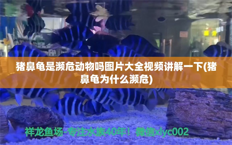 猪鼻龟是濒危动物吗图片大全视频讲解一下(猪鼻龟为什么濒危)