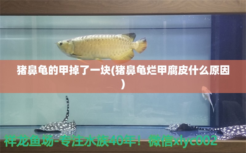 猪鼻龟的甲掉了一块(猪鼻龟烂甲腐皮什么原因)