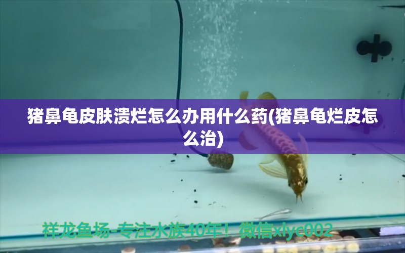 猪鼻龟皮肤溃烂怎么办用什么药(猪鼻龟烂皮怎么治)