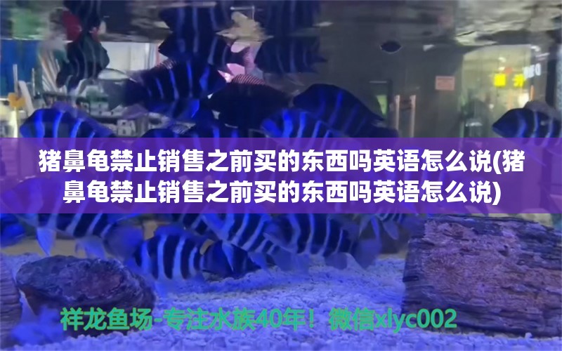 猪鼻龟禁止销售之前买的东西吗英语怎么说(猪鼻龟禁止销售之前买的东西吗英语怎么说)