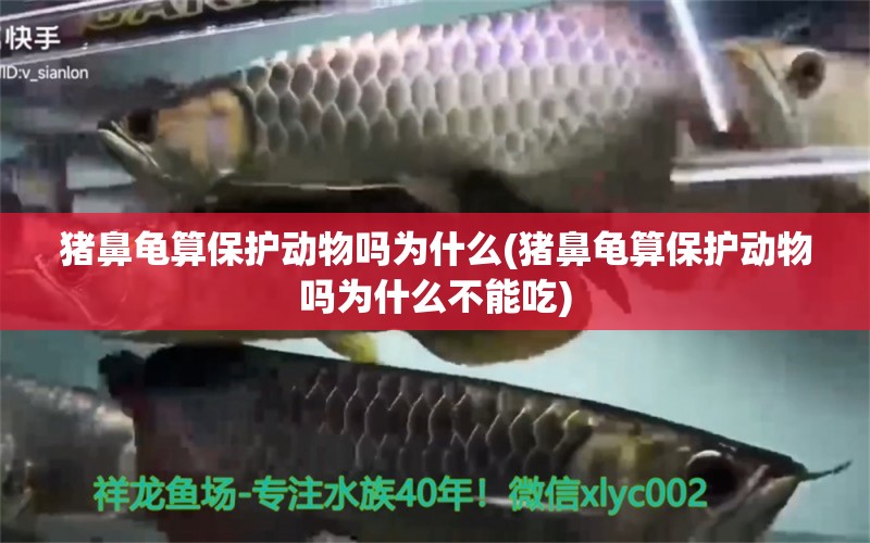 猪鼻龟算保护动物吗为什么(猪鼻龟算保护动物吗为什么不能吃)