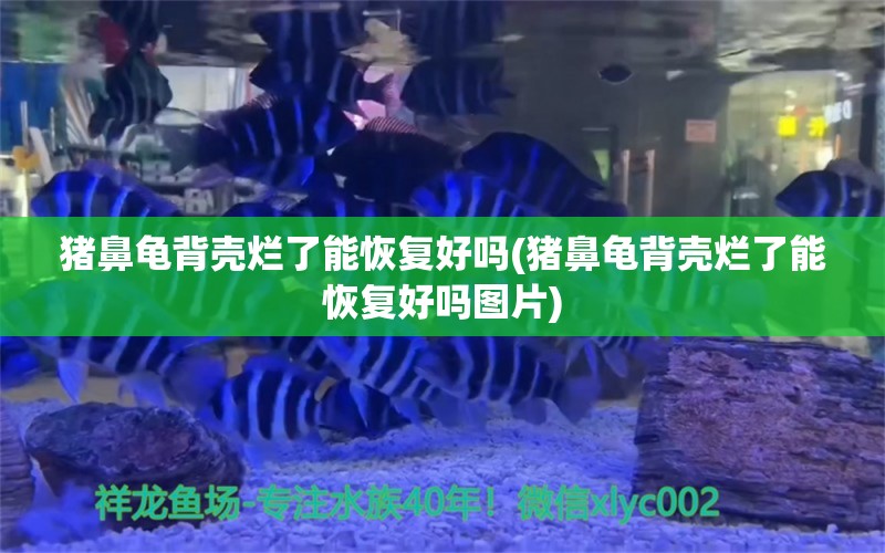 猪鼻龟背壳烂了能恢复好吗(猪鼻龟背壳烂了能恢复好吗图片)