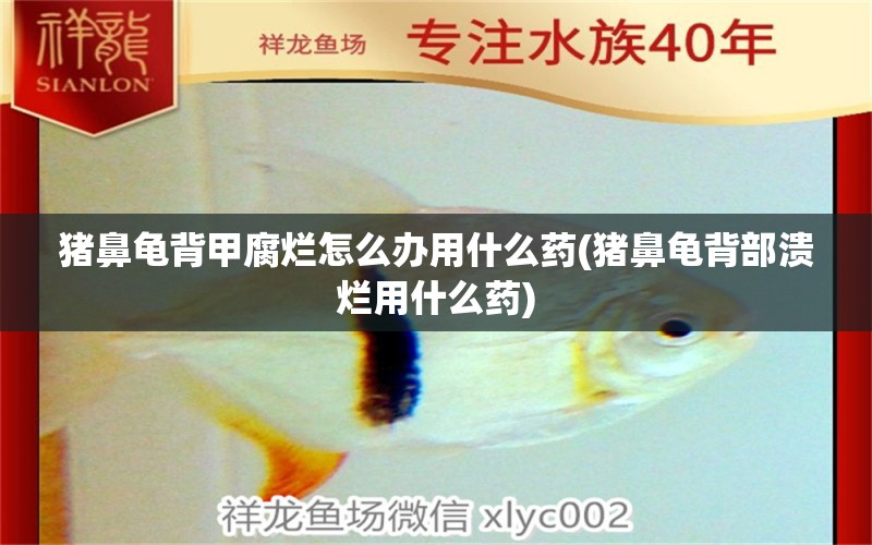 猪鼻龟背甲腐烂怎么办用什么药(猪鼻龟背部溃烂用什么药) 猪鼻龟百科 第1张