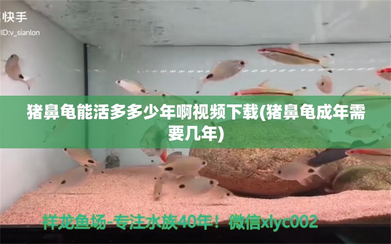 猪鼻龟能活多多少年啊视频下载(猪鼻龟成年需要几年)