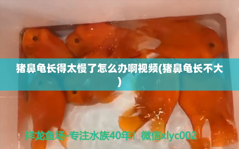 猪鼻龟长得太慢了怎么办啊视频(猪鼻龟长不大)