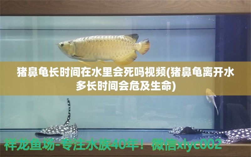 猪鼻龟长时间在水里会死吗视频(猪鼻龟离开水多长时间会危及生命)