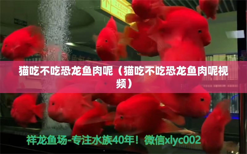 猫吃不吃恐龙鱼肉呢（猫吃不吃恐龙鱼肉呢视频） 广州龙鱼批发市场