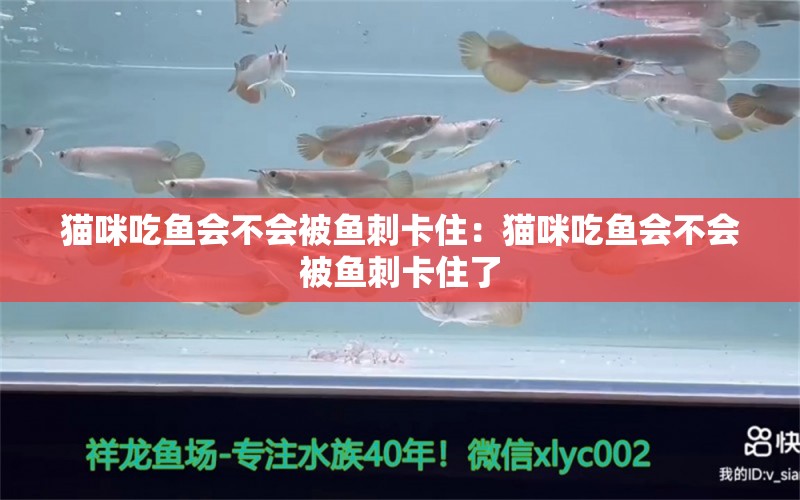 猫咪吃鱼会不会被鱼刺卡住：猫咪吃鱼会不会被鱼刺卡住了 熊猫异形鱼L46