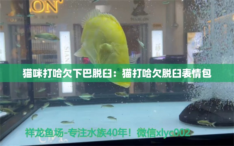 猫咪打哈欠下巴脱臼：猫打哈欠脱臼表情包