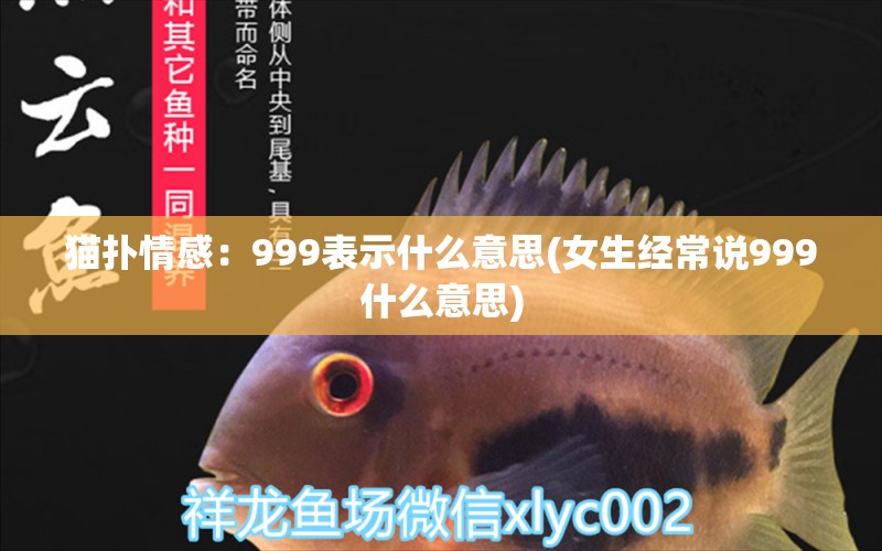 猫扑情感：999表示什么意思(女生经常说999什么意思)