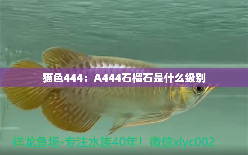 猫色444：A444石榴石是什么级别