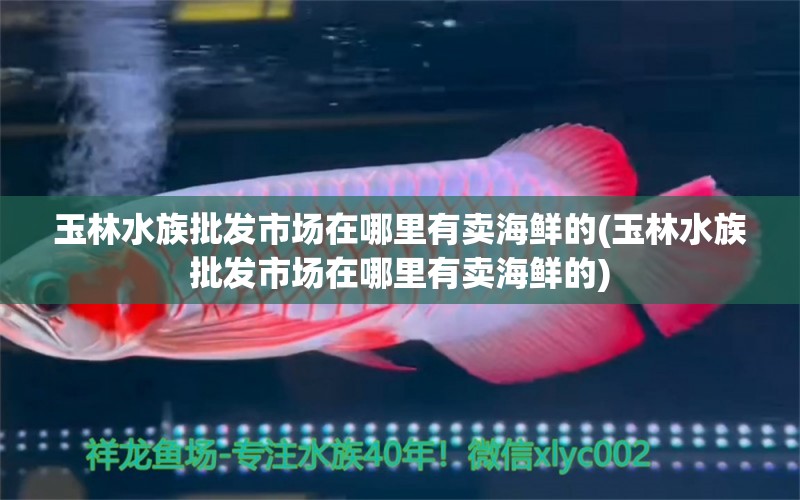 玉林水族批发市场在哪里有卖海鲜的(玉林水族批发市场在哪里有卖海鲜的)