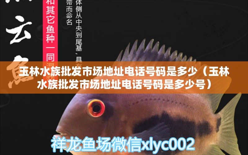 玉林水族批发市场地址电话号码是多少（玉林水族批发市场地址电话号码是多少号）