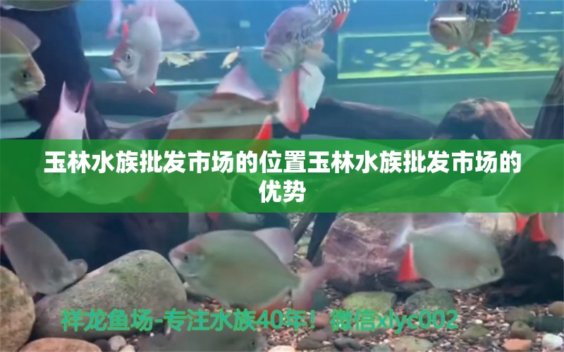 玉林水族批发市场的位置玉林水族批发市场的优势 观赏鱼水族批发市场