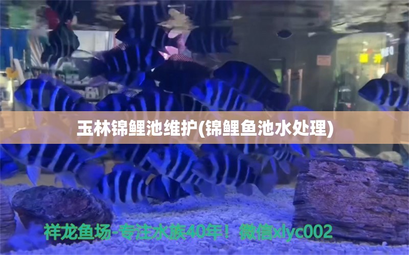 玉林锦鲤池维护(锦鲤鱼池水处理)