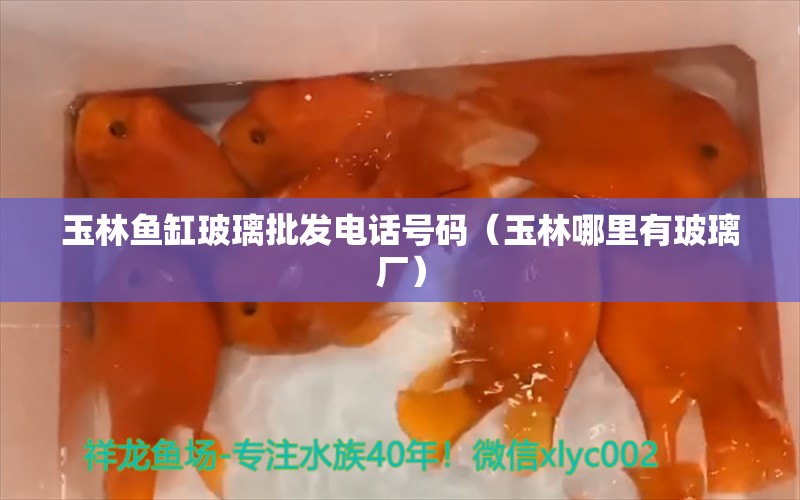 玉林鱼缸玻璃批发电话号码（玉林哪里有玻璃厂）