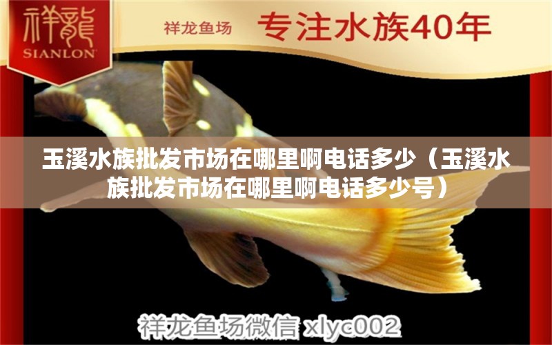 玉溪水族批发市场在哪里啊电话多少（玉溪水族批发市场在哪里啊电话多少号） 观赏鱼水族批发市场