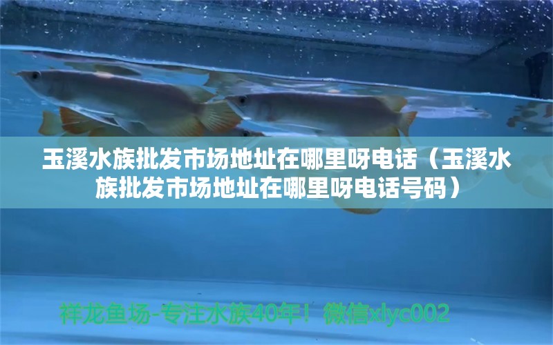 玉溪水族批发市场地址在哪里呀电话（玉溪水族批发市场地址在哪里呀电话号码）