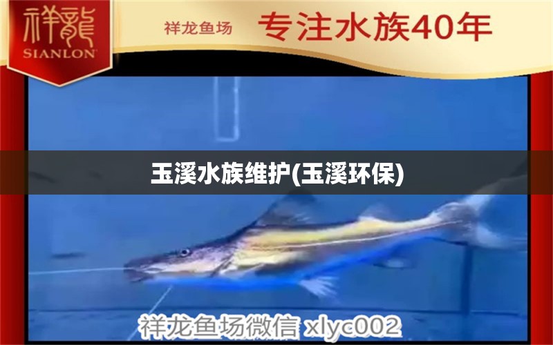 玉溪水族维护(玉溪环保) 白条过背金龙鱼 第1张