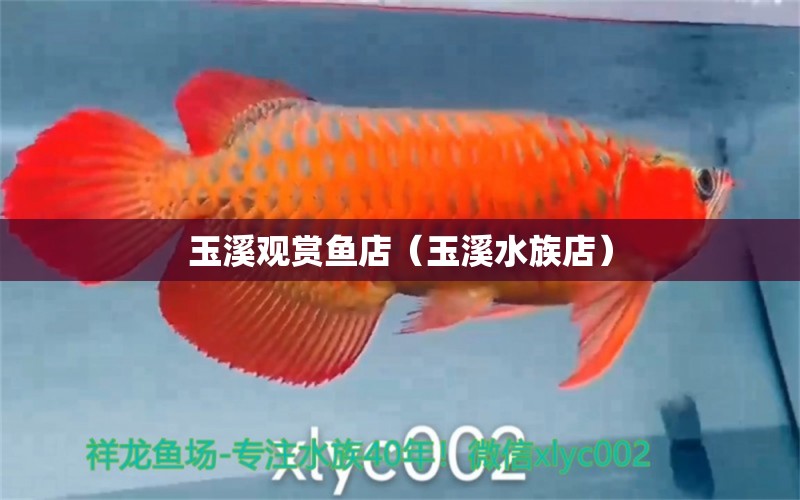 玉溪观赏鱼店（玉溪水族店）