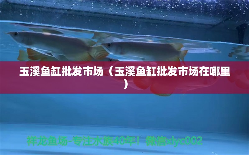 玉溪鱼缸批发市场（玉溪鱼缸批发市场在哪里） 观赏鱼水族批发市场