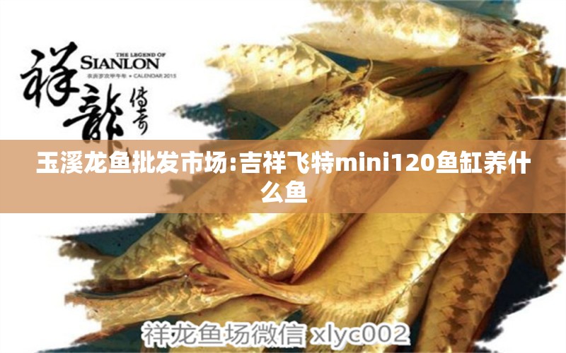 玉溪龙鱼批发市场:吉祥飞特mini120鱼缸养什么鱼