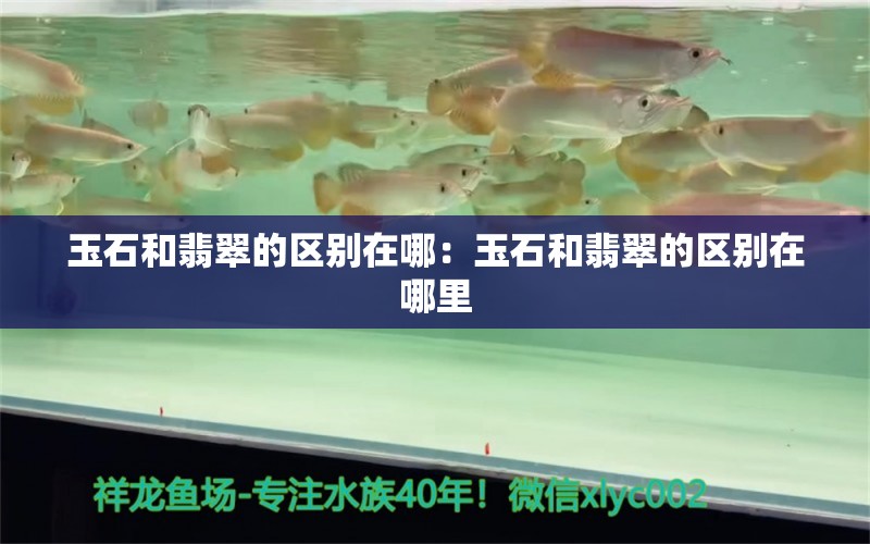 玉石和翡翠的区别在哪：玉石和翡翠的区别在哪里