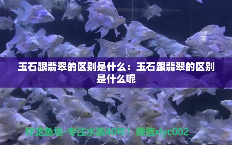 玉石跟翡翠的区别是什么：玉石跟翡翠的区别是什么呢 文玩