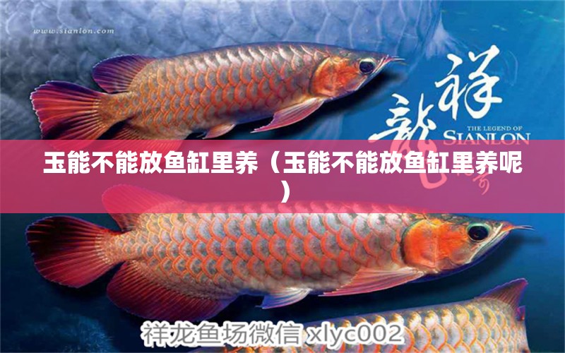 玉能不能放鱼缸里养（玉能不能放鱼缸里养呢） 祥龙水族医院