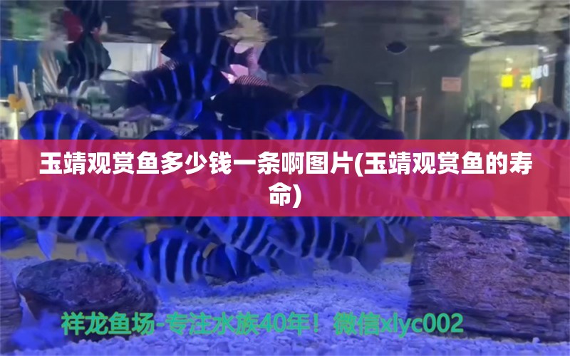 玉靖观赏鱼多少钱一条啊图片(玉靖观赏鱼的寿命) 红勾银版鱼