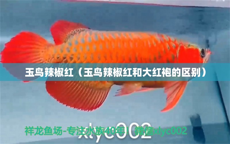 玉鸟辣椒红（玉鸟辣椒红和大红袍的区别） 祥龙水族医院