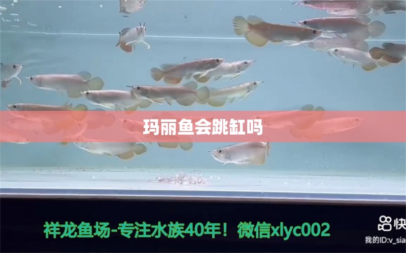 玛丽鱼会跳缸吗 非洲象鼻鱼 第2张