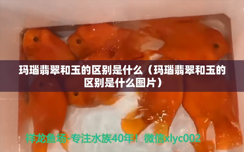 玛瑙翡翠和玉的区别是什么（玛瑙翡翠和玉的区别是什么图片）