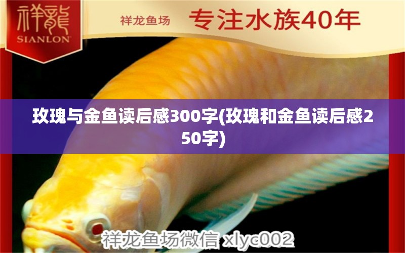 玫瑰与金鱼读后感300字(玫瑰和金鱼读后感250字)