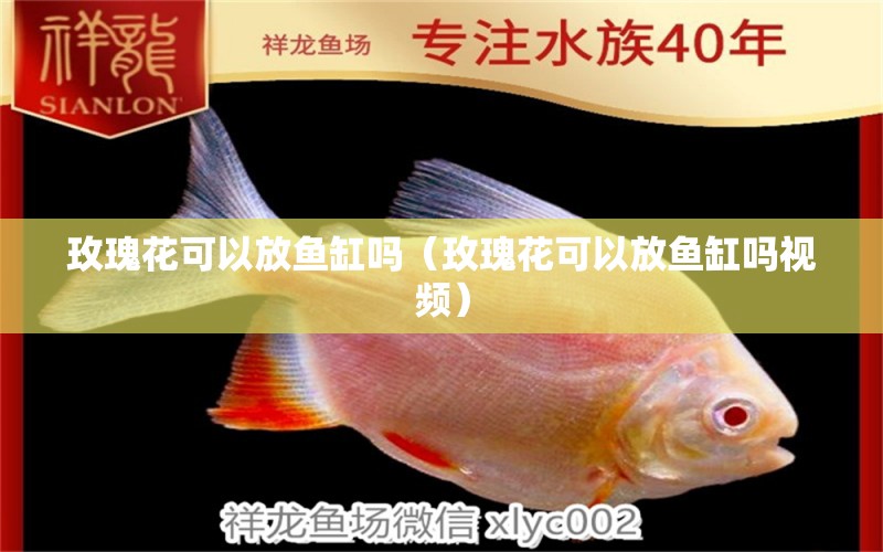 玫瑰花可以放鱼缸吗（玫瑰花可以放鱼缸吗视频） 祥龙水族医院