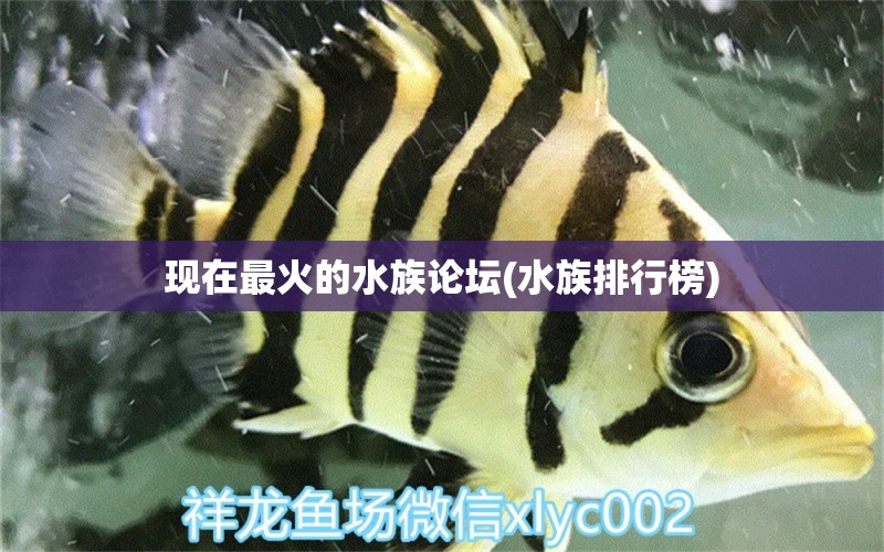 现在最火的水族论坛(水族排行榜)