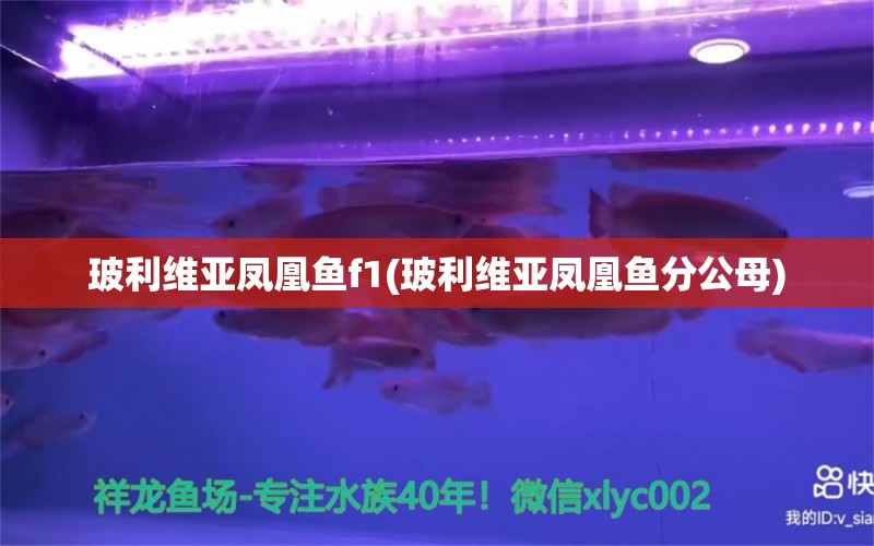 玻利维亚凤凰鱼f1(玻利维亚凤凰鱼分公母)