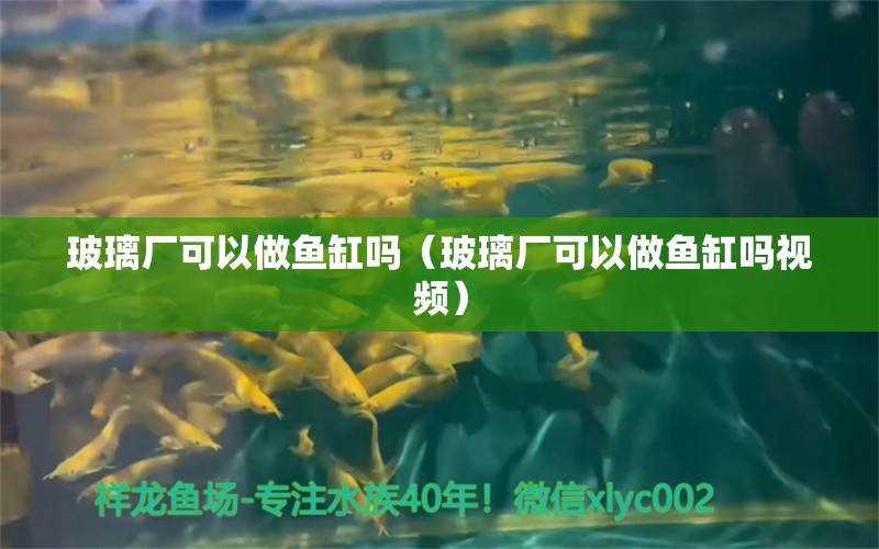 玻璃厂可以做鱼缸吗（玻璃厂可以做鱼缸吗视频） 祥龙水族医院