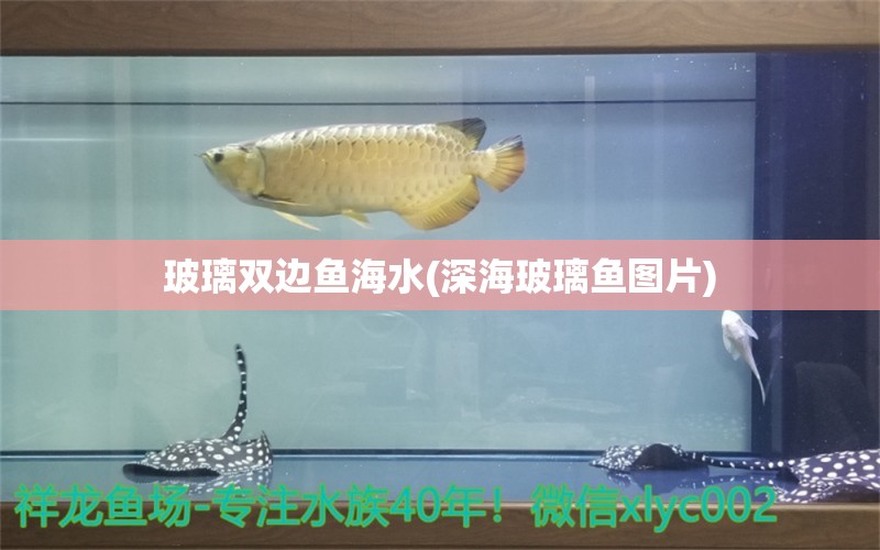 玻璃双边鱼海水(深海玻璃鱼图片)