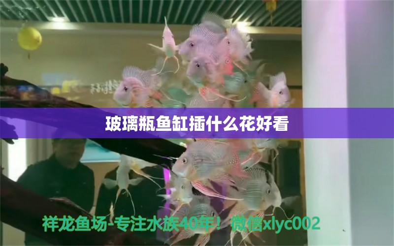 玻璃瓶鱼缸插什么花好看 鱼缸百科 第2张