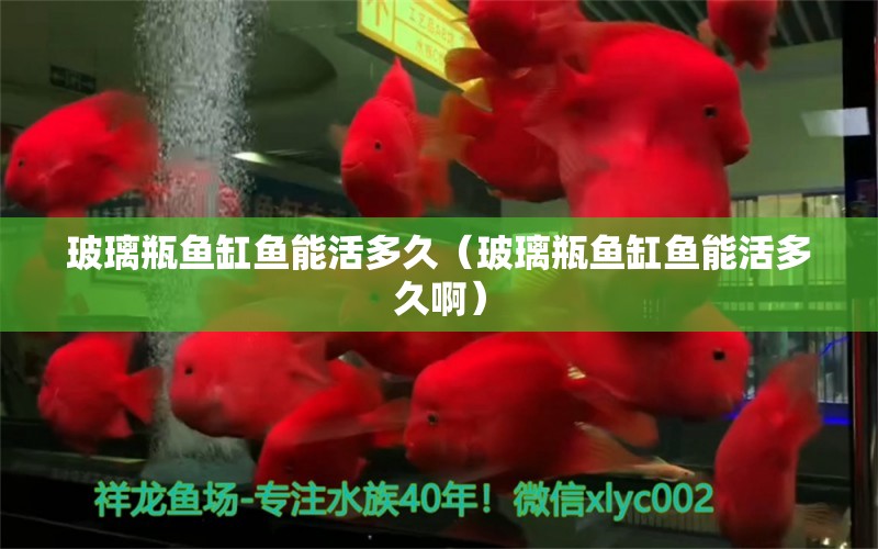 玻璃瓶鱼缸鱼能活多久（玻璃瓶鱼缸鱼能活多久啊） 祥龙水族医院