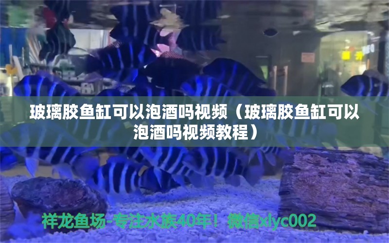 玻璃胶鱼缸可以泡酒吗视频（玻璃胶鱼缸可以泡酒吗视频教程）