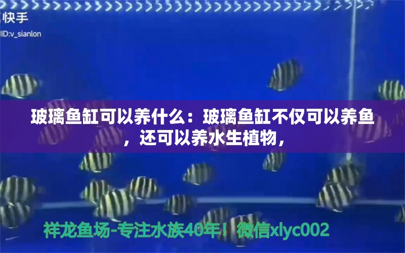 玻璃鱼缸可以养什么：玻璃鱼缸不仅可以养鱼，还可以养水生植物，