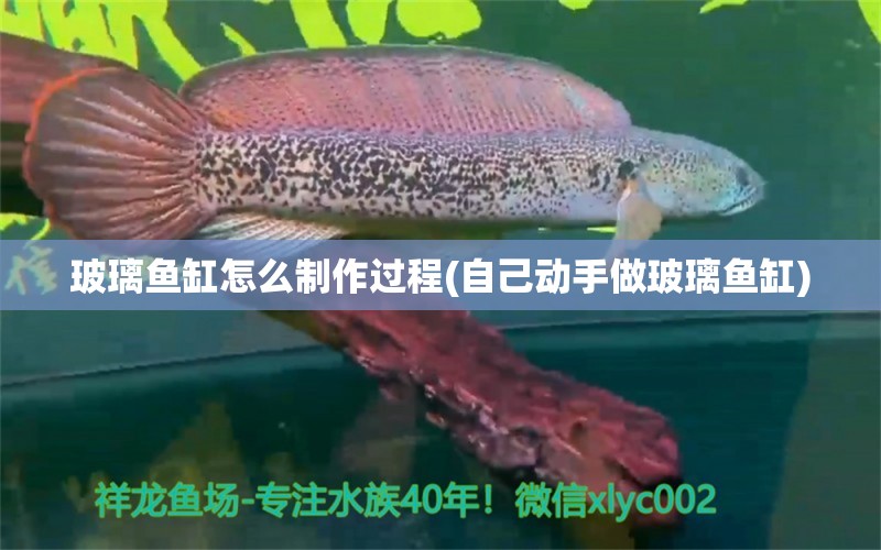 玻璃鱼缸怎么制作过程(自己动手做玻璃鱼缸)